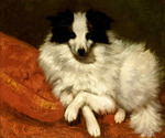 Courbet, Gustave - Study of a dog