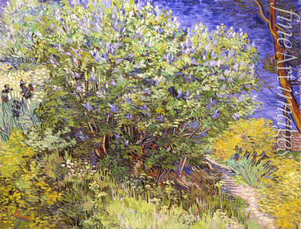 Gogh Vincent van - Fliederstrauch