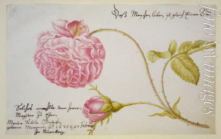 Merian Maria Sibylla - Stammbuchblatt mit Rose