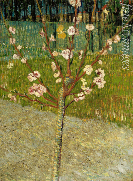 Gogh Vincent van - Blühender Mandelbaum