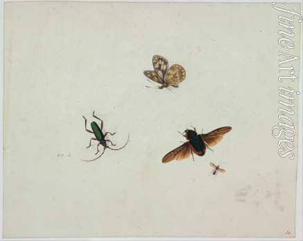Bronkhorst Johannes - Vier Insekten