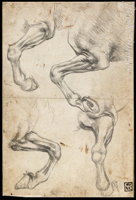 Leonardo da Vinci - Pferdebeine-Studie