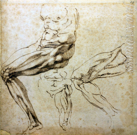 Buonarroti Michelangelo - Studies of legs