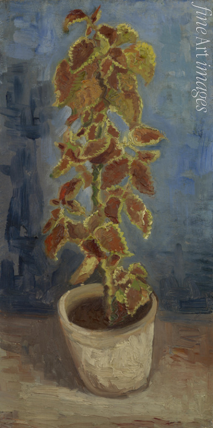 Gogh Vincent van - Flame Nettle in a Flowerpot