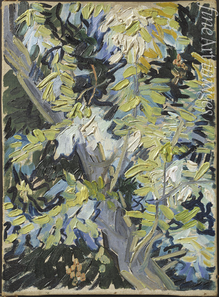 Gogh Vincent van - Acacia Flowering