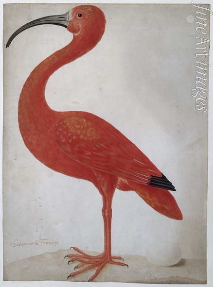 Merian Maria Sibylla - Roter Ibis mit Ei