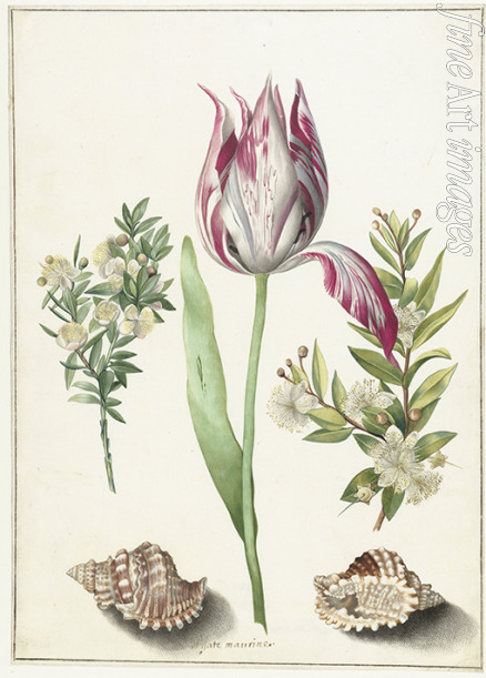 Merian Maria Sibylla - Tulip, two branches of myrtle and two shells