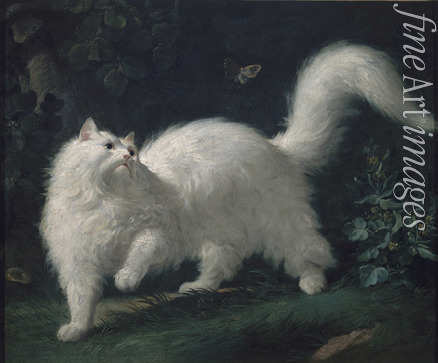 Bachelier Jean-Jacques - Angora cat chasing a butterfly
