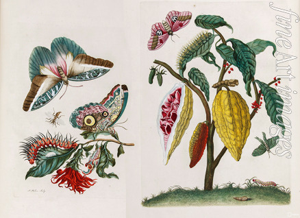 Merian Maria Sibylla - Aus dem Buch Metamorphosis insectorum Surinamensium (Verwandlung der surinamischen Insekten)