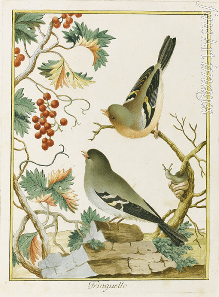 Bernini Clemente - Fringuello (Finch). From Ornitologia dell'Europa Meridionale