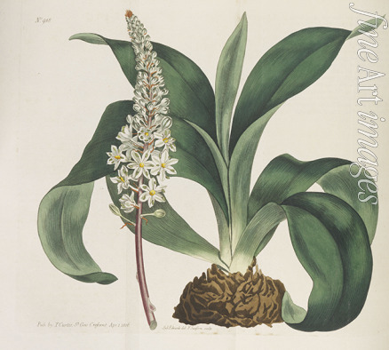 Curtis William - Botanical Magazine