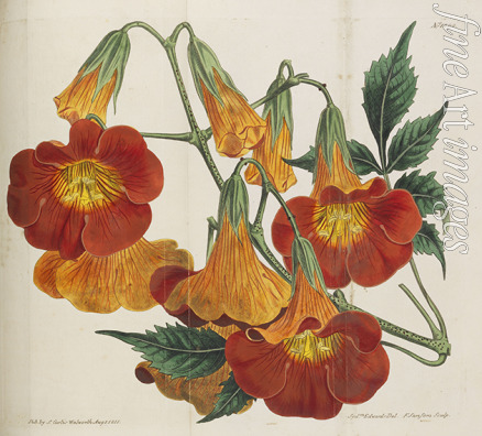 Curtis William - Botanical Magazine