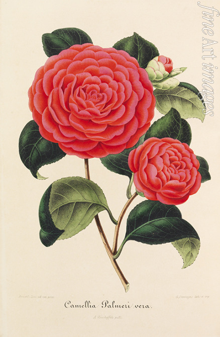 Verschaffelt Ambroise Alexandre - Nouvelle iconographie des Camellias