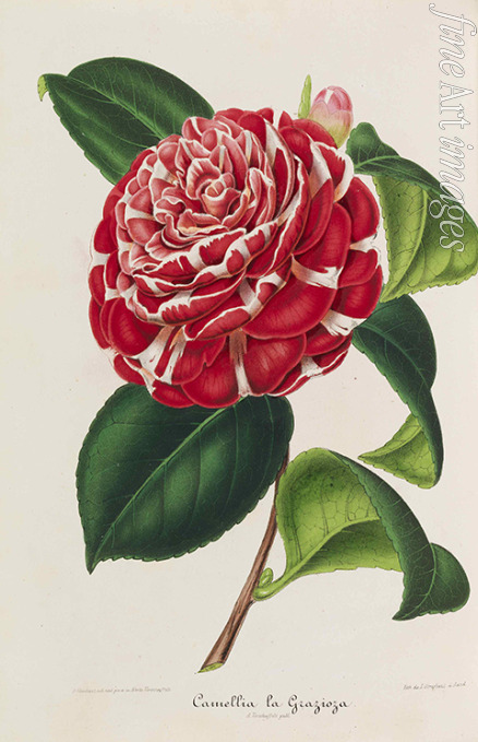 Verschaffelt Ambroise Alexandre - Nouvelle iconographie des Camellias