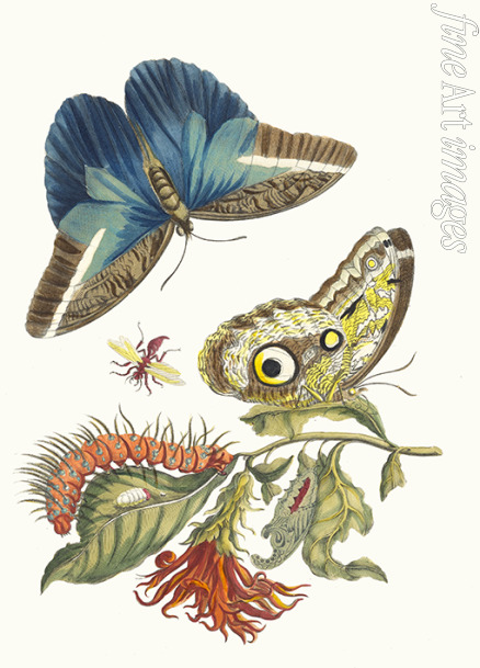 Merian Maria Sibylla - Pachystachys coccinea. Aus dem Buch Metamorphosis insectorum Surinamensium (Verwandlung der surinamischen Insekten)