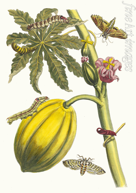 Merian Maria Sibylla - Papaya. Aus dem Buch Metamorphosis insectorum Surinamensium (Verwandlung der surinamischen Insekten)
