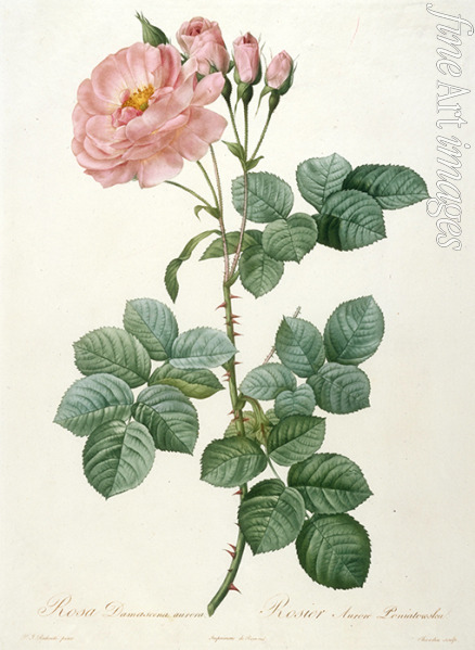 Redouté Pierre-Joseph - Rosa Damascena aurora, Rosier Aurore Poniatowska (Aus La Couronne de roses)