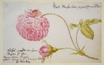 Merian, Maria Sibylla - Stammbuchblatt mit Rose