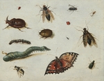 Kessel, Jan van, der Ältere - Insekte