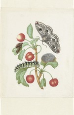 Merian, Maria Sibylla - Transformation der Nachtpfauenauge