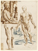 Unbekannter Künstler - Écorché mit Porträt von Andreas Vesalius (1514-1564)