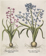 Besler, Basilius - Hyacinthus orientalis 