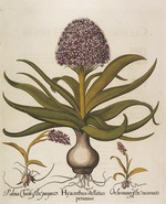 Besler, Basilius - Hyacinthus stellatus