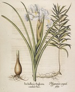 Besler, Basilius - Iris bulbosa Anglicana