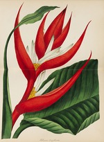 Paxton, Sir Joseph - Paxton's Magazine of Botany