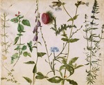 Dürer, Albrecht - Acht Skizzen von Wildblumen