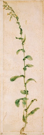 Dürer, Albrecht - Tabakpflanze