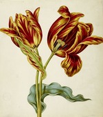 Braun, Johann Bartholomäus - Tulpe