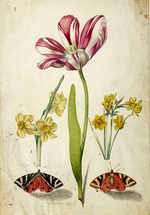 Braun, Johann Bartholomäus - Tulpe, Narzissen und Schmetterlinge 