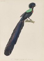 Lesson, René Primevère - Paradiesvogel