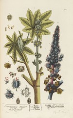 Blackwell, Elizabeth Blachrie - Herbarium Blackwellianum emendatum et auctum