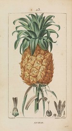 Chaumeton, François-Pierre - Ananas. Flore médicale