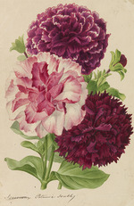 Pannemaeker, Pieter Joseph de - Originaux de publications d´horticulture et d´arboriculture