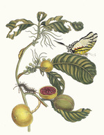 Merian, Maria Sibylla - Marmelade doosjes Boom. Aus dem Buch Metamorphosis insectorum Surinamensium (Verwandlung der surinamischen Insekten)