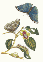 Merian, Maria Sibylla - Neflier. Aus dem Buch Metamorphosis insectorum Surinamensium (Verwandlung der surinamischen Insekten)