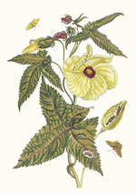 Merian, Maria Sibylla - Muscus-Bloem. Aus dem Buch Metamorphosis insectorum Surinamensium (Verwandlung der surinamischen Insekten)