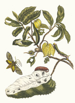 Merian, Maria Sibylla - Zuursak. Aus dem Buch Metamorphosis insectorum Surinamensium (Verwandlung der surinamischen Insekten)