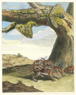 Merian, Maria Sibylla - Rat de forest. Aus dem Buch Metamorphosis insectorum Surinamensium (Verwandlung der surinamischen Insekten)