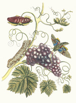 Merian, Maria Sibylla - Vigne d'Amerique. Aus dem Buch Metamorphosis insectorum Surinamensium (Verwandlung der surinamischen Insekten)