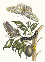 Merian, Maria Sibylla - Arbre de gomme-gutte. Aus dem Buch Metamorphosis insectorum Surinamensium (Verwandlung der surinamischen Insekten)