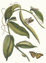 Merian, Maria Sibylla - Banille. Aus dem Buch Metamorphosis insectorum Surinamensium (Verwandlung der surinamischen Insekten)