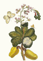 Merian, Maria Sibylla - Caschou. Aus dem Buch Metamorphosis insectorum Surinamensium (Verwandlung der surinamischen Insekten)