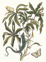 Merian, Maria Sibylla - Cassave. Aus dem Buch Metamorphosis insectorum Surinamensium (Verwandlung der surinamischen Insekten)