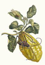 Merian, Maria Sibylla - Citronier. Aus dem Buch Metamorphosis insectorum Surinamensium (Verwandlung der surinamischen Insekten)
