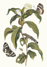 Merian, Maria Sibylla - Costus arabicus. Aus dem Buch Metamorphosis insectorum Surinamensium (Verwandlung der surinamischen Insekten)