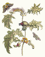 Merian, Maria Sibylla - Maccai. Aus dem Buch Metamorphosis insectorum Surinamensium (Verwandlung der surinamischen Insekten)
